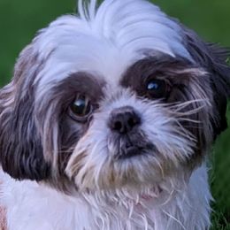 Harley - Shih Tzu