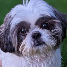 Harley - Shih Tzu