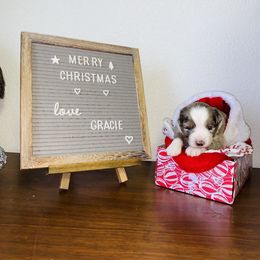 Miniature Australian Shepherd Puppies from 5 Star Mini Aussies