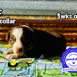 Teal collar - Red tri-color female Australian Shepherd puppy in Greenville, Texas from Amandas Aussies