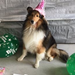 Shetland Sheepdogs from Betty Carter's Shetland Sheepdogs