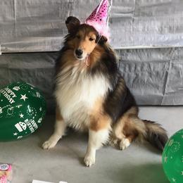 Shetland Sheepdogs from Betty Carter's Shetland Sheepdogs