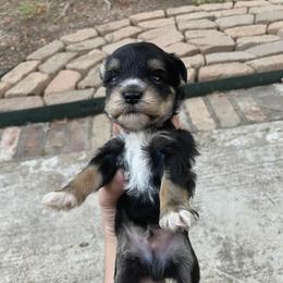 Noir Black Tri Black Tan White boy grey collar - Black male Miniature Schnauzer puppy in Temple, Texas from Schnauzers Of Taylor