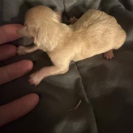 Vikki - Gold female Morkie puppy in Winston Salem, North Carolina from Patty’s Paws