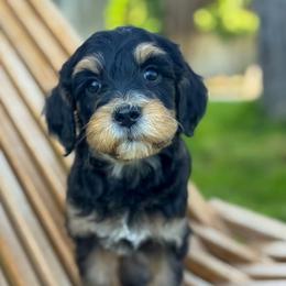 Monty (Montana) - Phantom male Goldendoodle puppy in Twin Falls, Idaho from Magic Valley Family Doodles