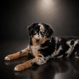 Zuli - Blue merle female Australian Shepherd puppy in Fultonville, New York from Sandy Aussies, Mini Dachshunds & Pomeranians