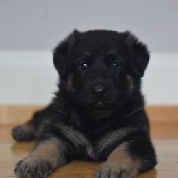 German Shepherds from Lindenhill GSD