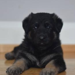 German Shepherds from Lindenhill GSD