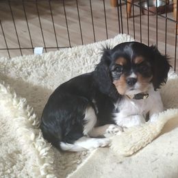 Cavalier King Charles Spaniel Puppies from God's Designs Cavaliers