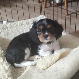 Cavalier King Charles Spaniel Puppies from God's Designs Cavaliers