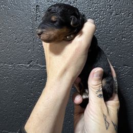 Mr Black - Black and tan male Airedale Terrier puppy in Mooresville, North Carolina from Farm 55