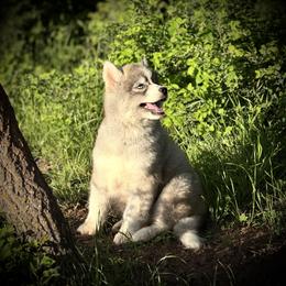 Pomsky and Siberian Husky Puppies from A-Dream Pomsky Kennel