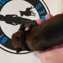 Boy 2 - Belgian Malinois puppy from By Your Side Canines