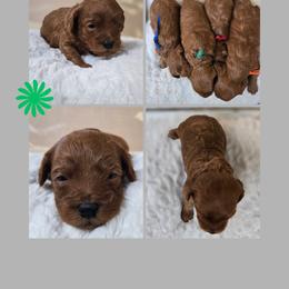Hulk - Red  male Goldendoodle puppy in Newdale, Idaho from Canyon Creek Puppies