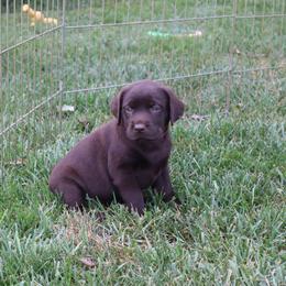 Peony - Chocolate female Labrador Retriever puppy in Camden, Indiana from Camden's Caring Canines