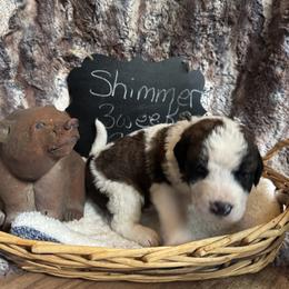Shimmer - Brown and white female Saint Berdoodle puppy in Traverse City, Michigan from Bare Paws Saint Berdoodles