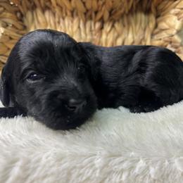 Melon - Black female Goldendoodle puppy in Cleveland, Georgia from The O.G. Doodles