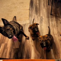 German Shepherd Puppies from Royalty German Shepherds