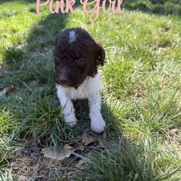 Girl 7 - Parti female Poodle puppy in Travelers Rest, South Carolina from Hampshire Hill’s Standard Poodles