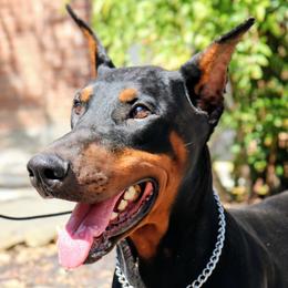 Osten - Black and rust male Doberman Pinscher puppy in Houston, Texas from Tycho's Dobermans