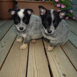 Male 1  natural tail - Blue male Australian Cattle Dog puppy in Kalispell, Montana from BTR Australian Cattle Dogs