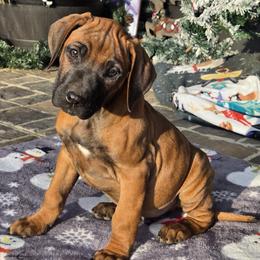 Haggard - Rd whtn blk nose male Rhodesian Ridgeback puppy in Gaffney, South Carolina from Circle D Farms