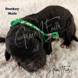 Donkey - Black male Labradoodle puppy in Peyton, Colorado from Grace N Faith Doodles