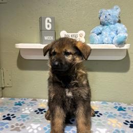 Felix - Black and tan male German Shepherd puppy in Stanardsville, Virginia from Majestic K9 LLC