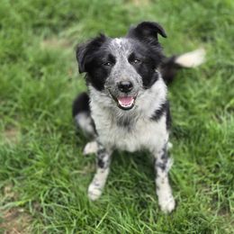 Tipsy - Border Collie