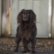 Boykin Spaniels from Dawn Crites