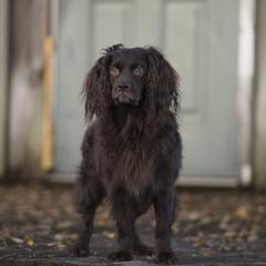 Boykin Spaniels from Dawn Crites