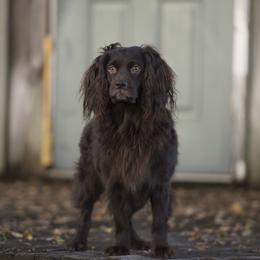 Boykin Spaniels from Dawn Crites