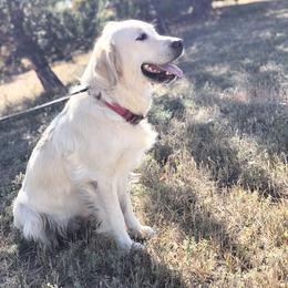Golden Retriever Puppies from Brightside Goldens