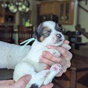 Teal Girl - Wheaten female Whoodle puppy in Kalispell, Montana from Countryman Whoodles