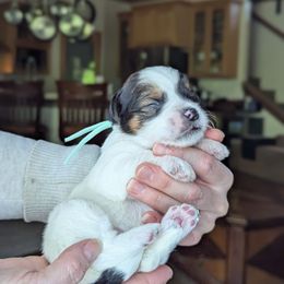 Teal Girl - Wheaten female Whoodle puppy in Kalispell, Montana from Countryman Whoodles
