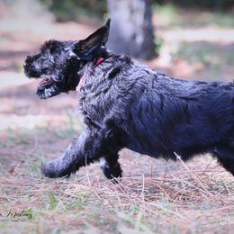 Giant Schnauzer Puppies from Giant Strides Giants