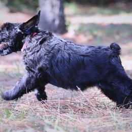 Giant Schnauzer Puppies from Giant Strides Giants