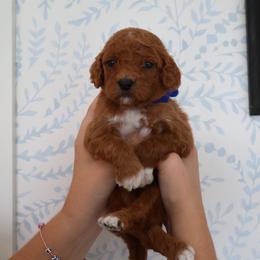 Louie - Blue - Red  male Goldendoodle puppy in Ruthorfordton, North Carolina from Duncan Doodles Goldendoodles