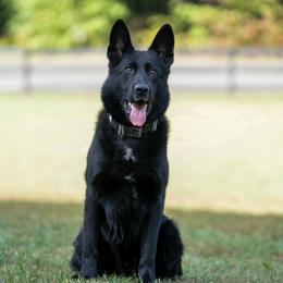 German Shepherds from Abenteurer German Shepherds