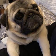 Marshall - Pug