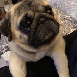 Marshall - Pug