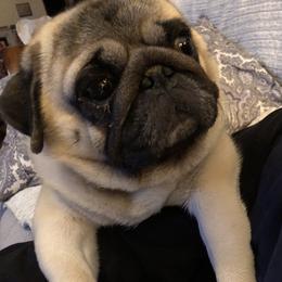 Marshall - Pug