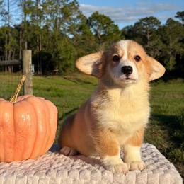 Charlotte (financing available) - Fawn female Pembroke Welsh Corgi puppy in Inverness, Florida from Canaan Farm Corgis