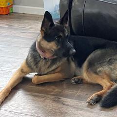 Zuzu - German Shepherd