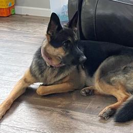 Zuzu - German Shepherd