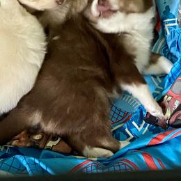 Pomsky Puppies from River Enz Pomskies