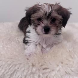 Cash - Tricolor male Shih Tzu puppy in Washington, Washington, D.C. from BVPT puppies