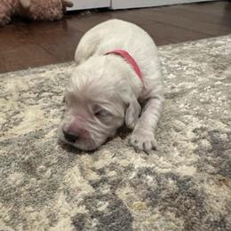 Reba - Pink - Light golden female Golden Retriever puppy in Eaton Rapids, Michigan from Steele Goldens