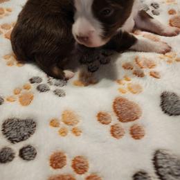 Toy Australian Shepherd Puppies from Crazy Aussie Chaos
