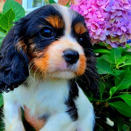 Presque - Tri-color male Cavalier King Charles Spaniel puppy in Watsontown, Pennsylvania from Huntsman Cavaliers